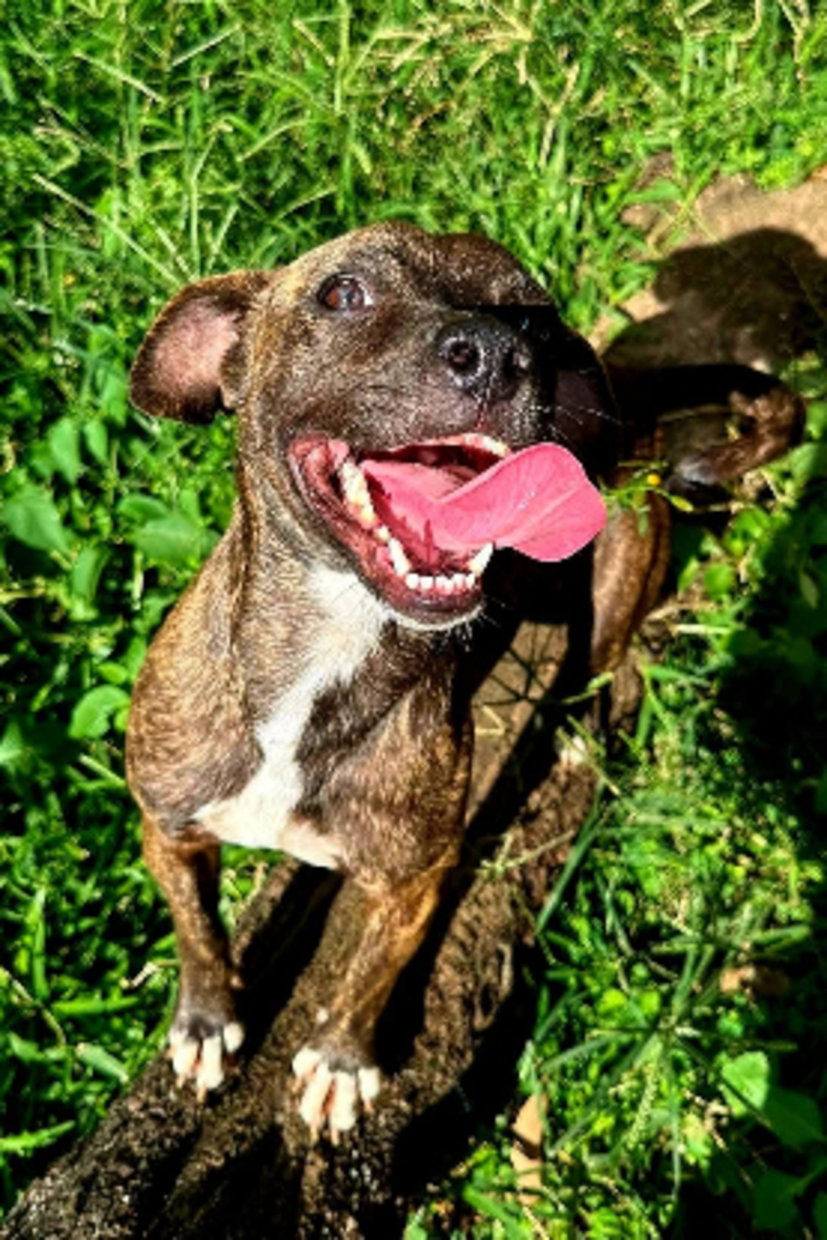 Adoption Prince