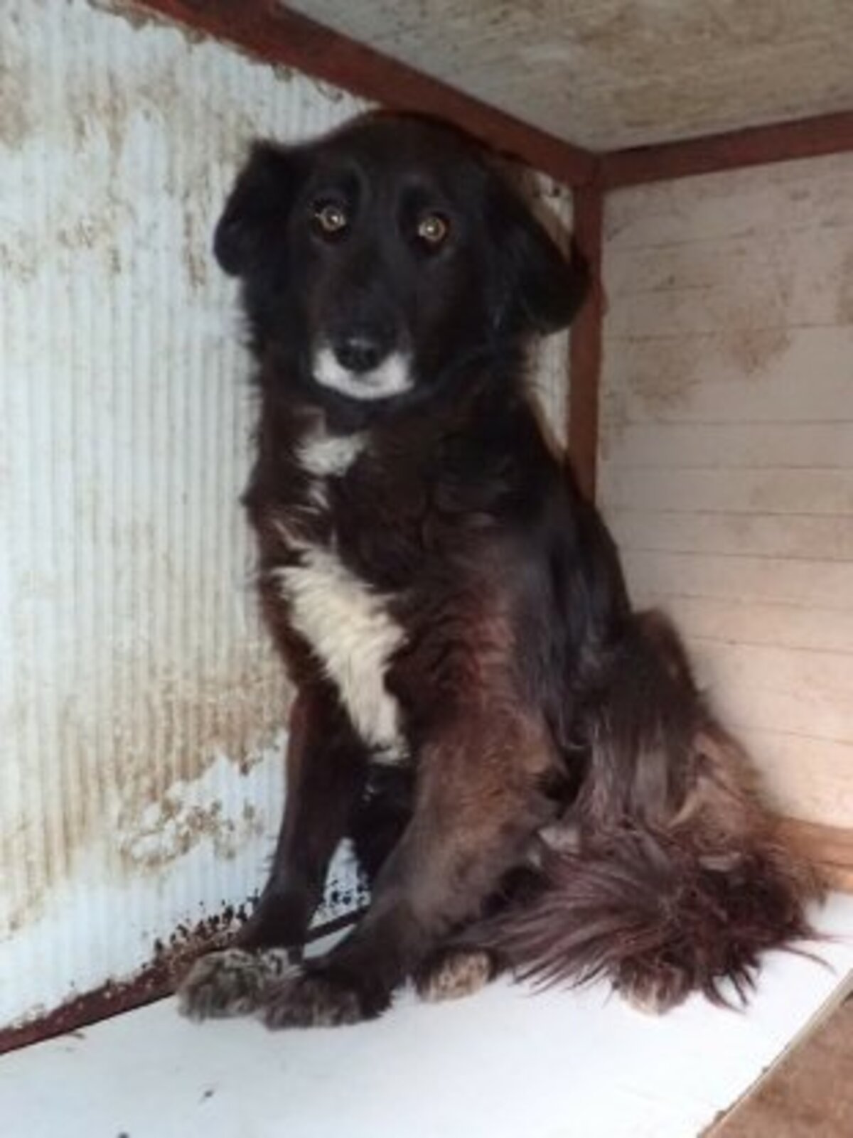 Adoption Priya