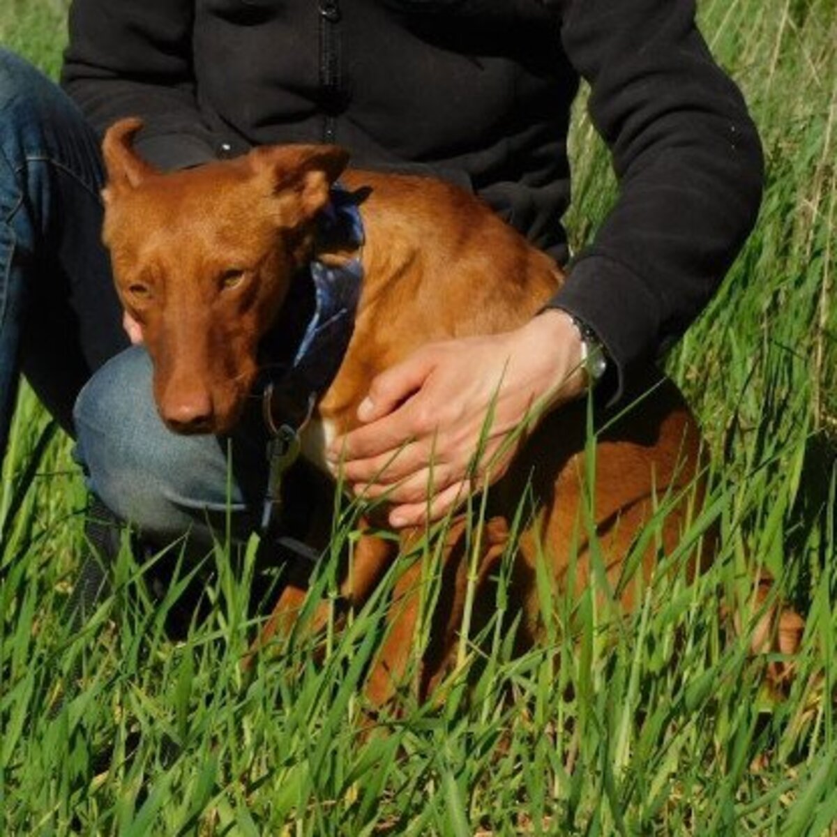 Adoption Promisse