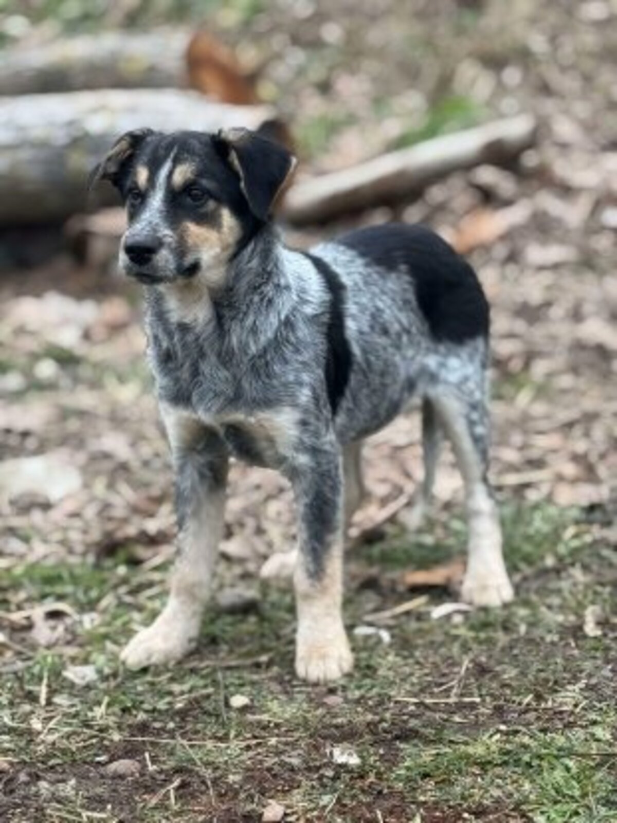 Adoption Prume