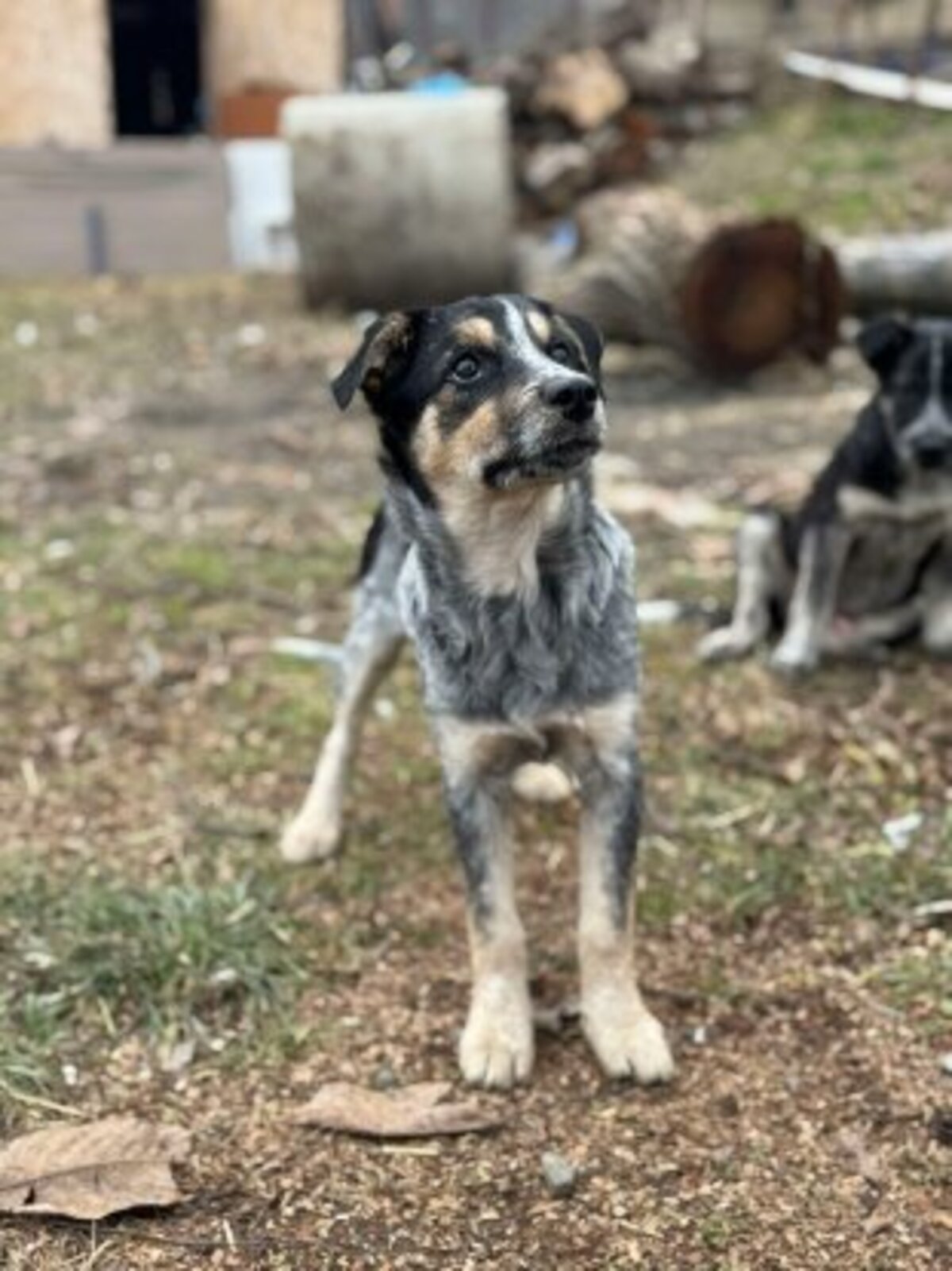 Adoption Prume