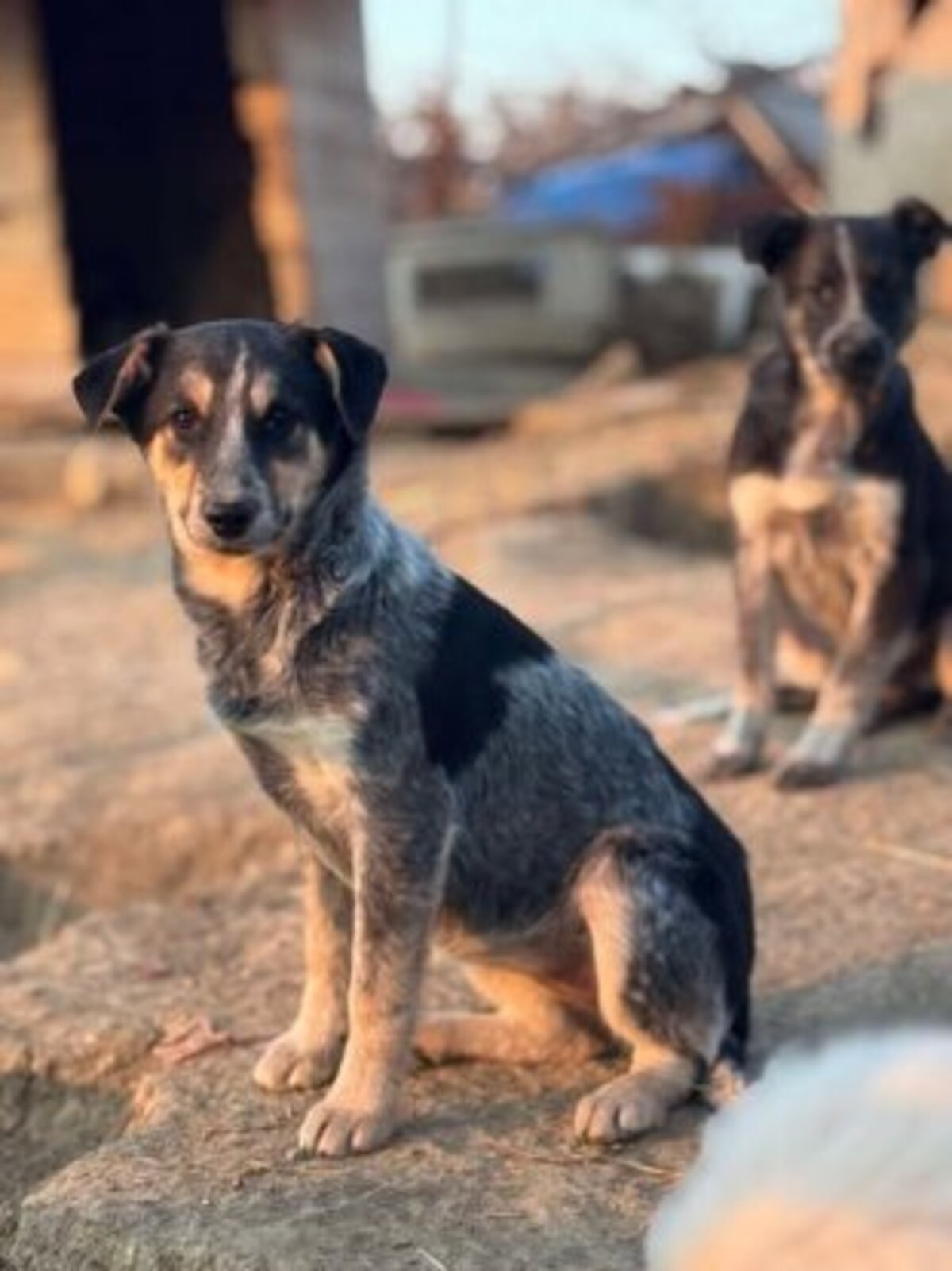 Adoption Prume
