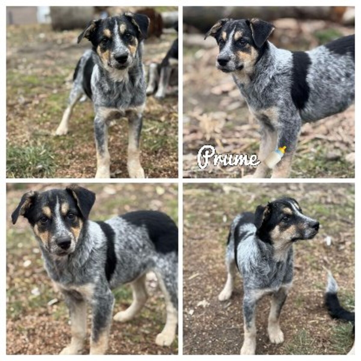 Adoption Prume