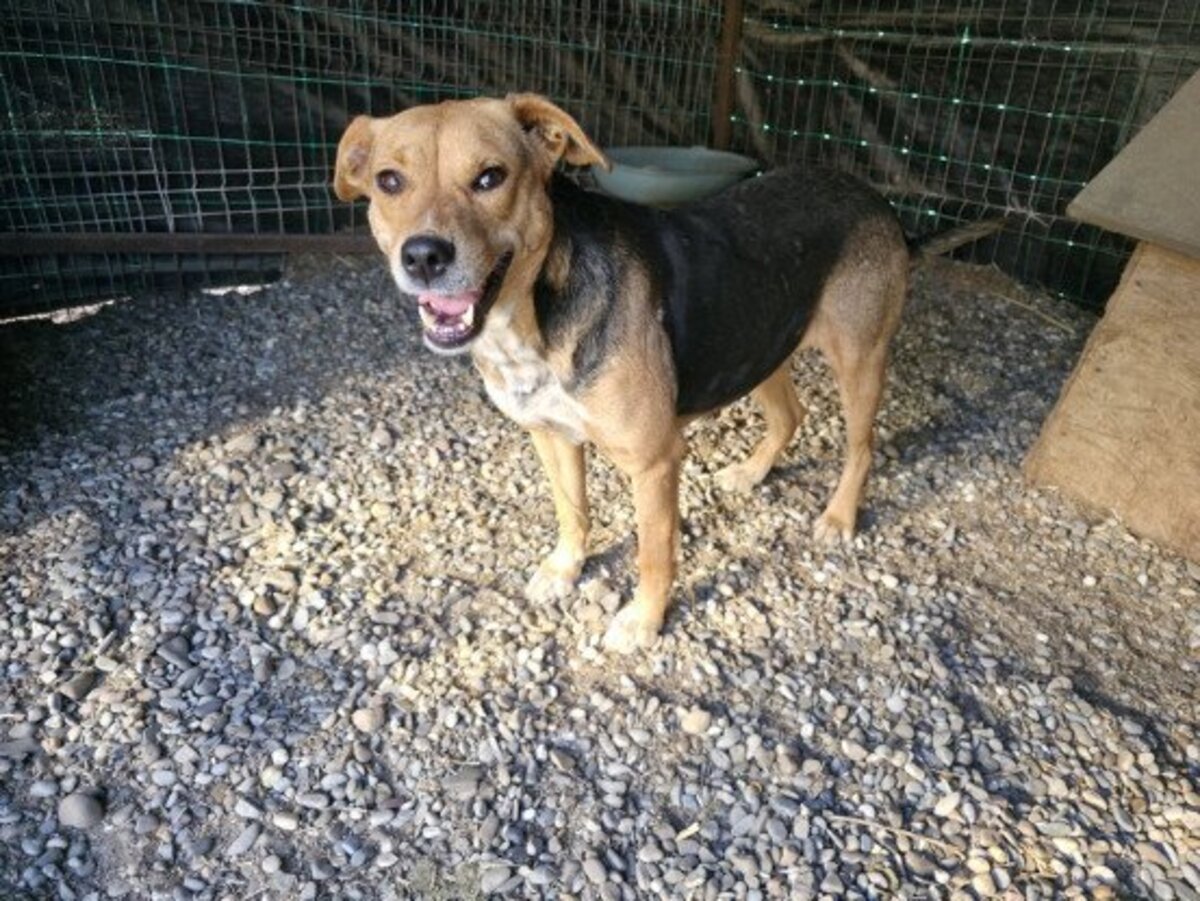 Adoption Prunelle