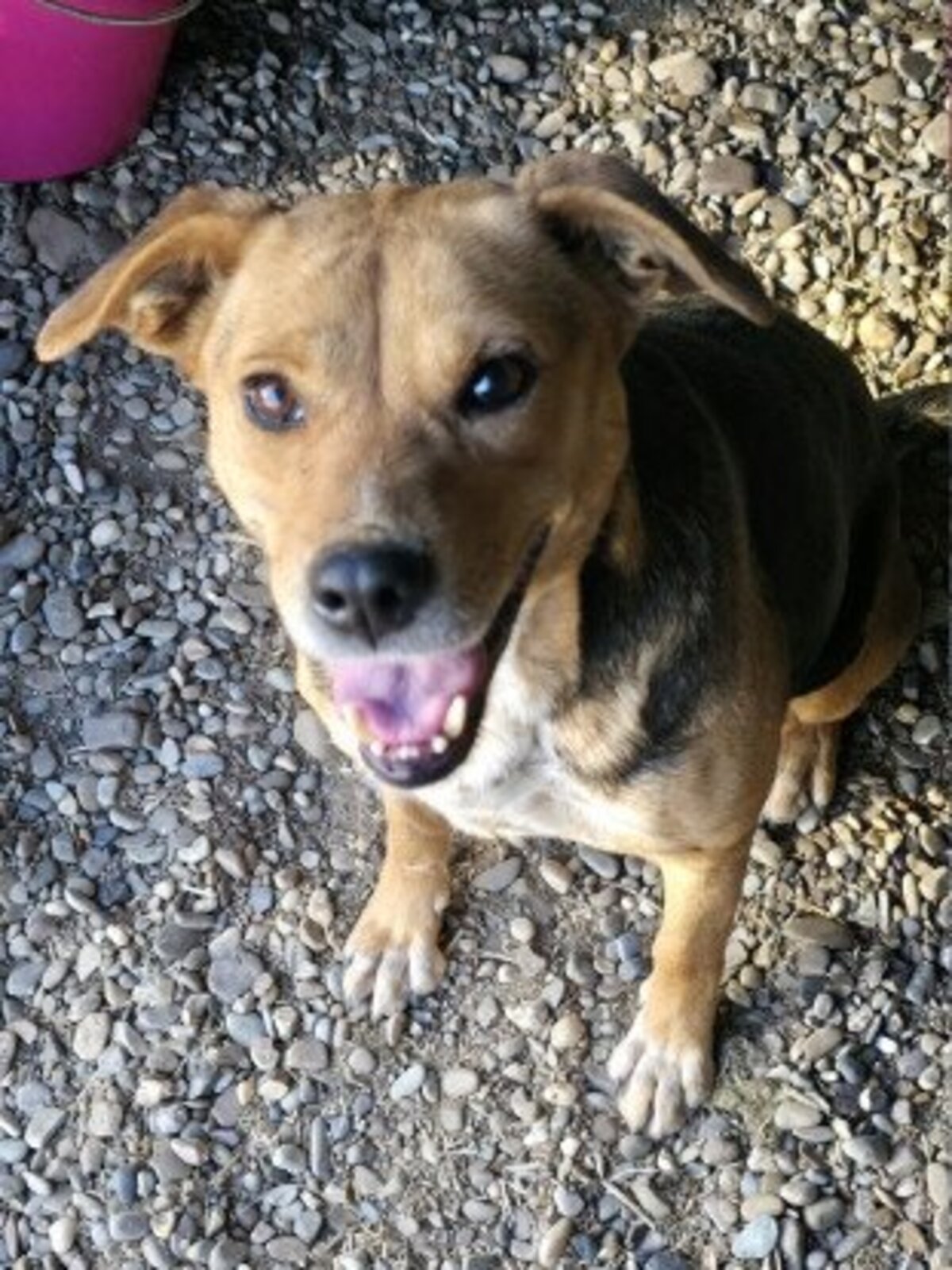 Adoption Prunelle