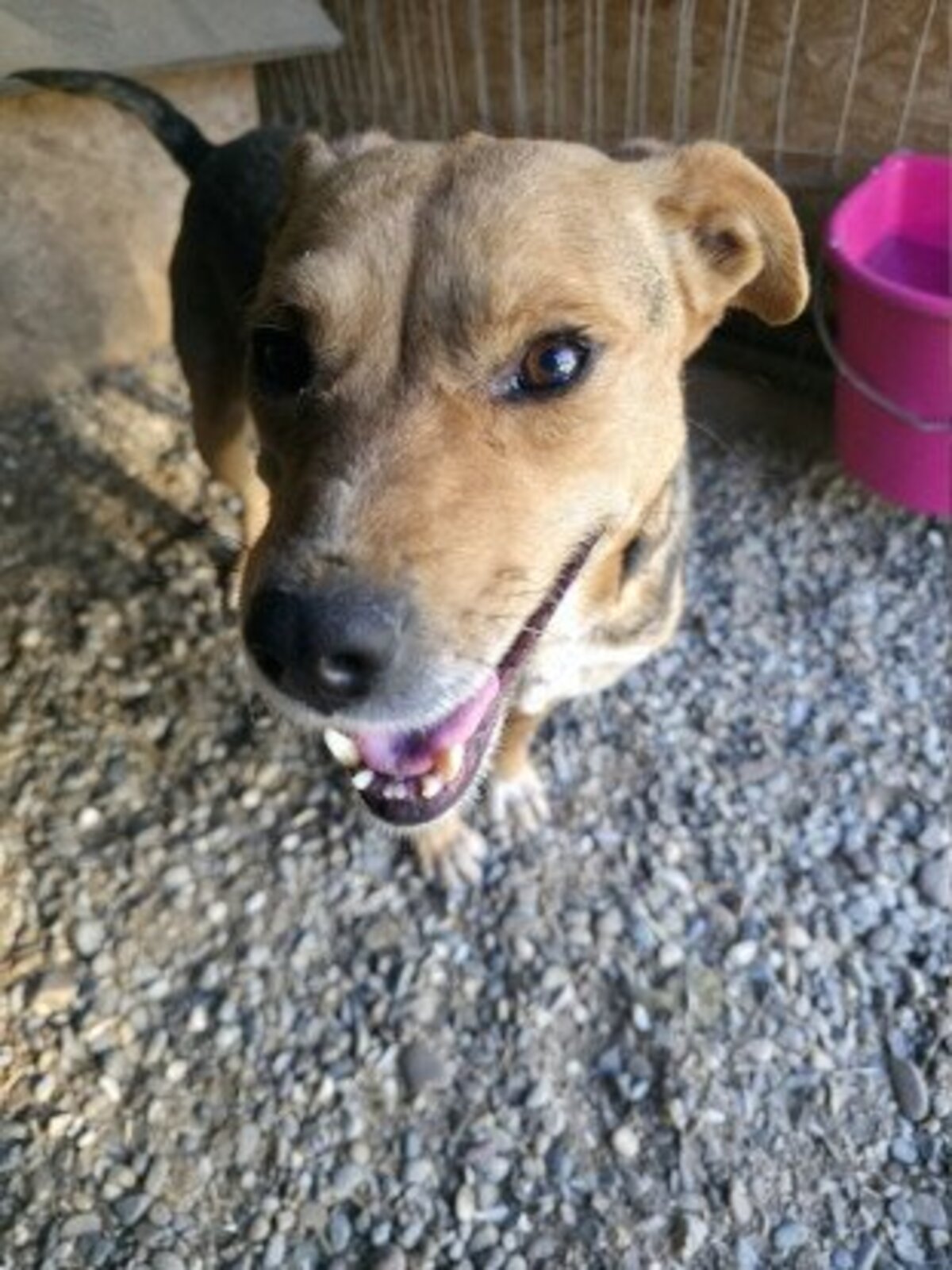 Adoption Prunelle