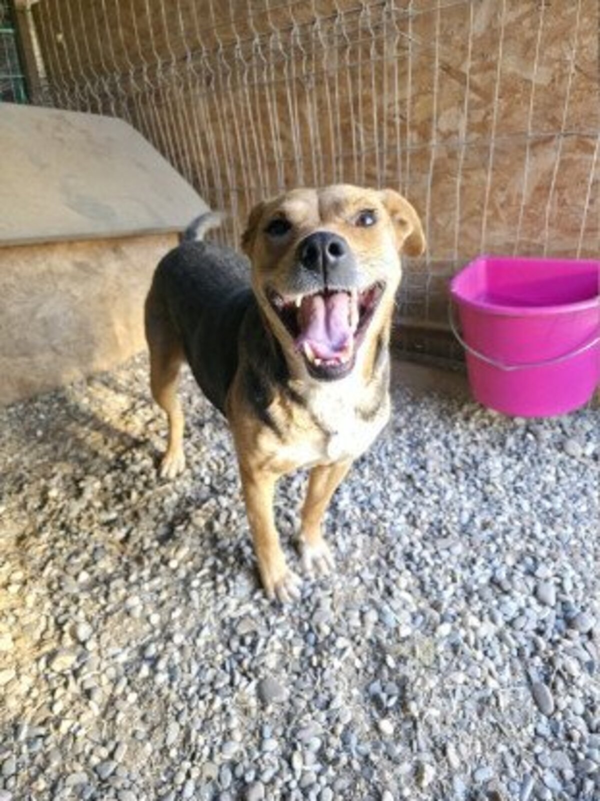 Adoption Prunelle