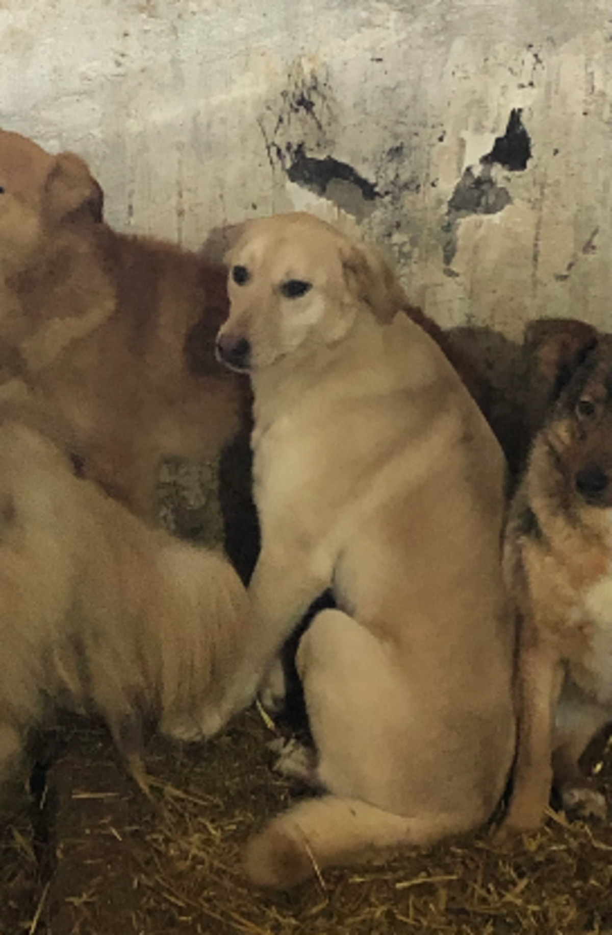Adoption Pumba