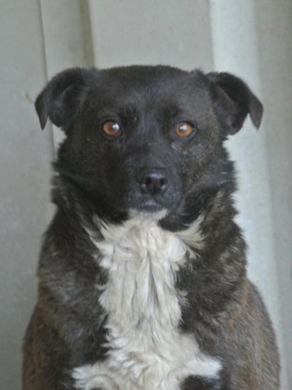 Adoption Qora