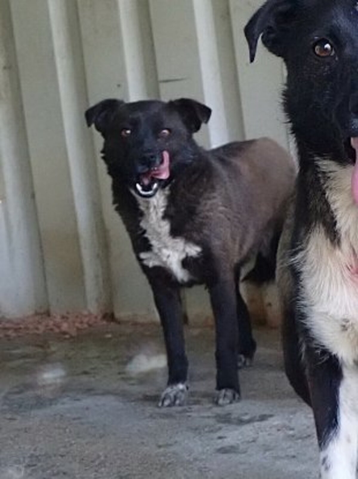 Adoption Qora