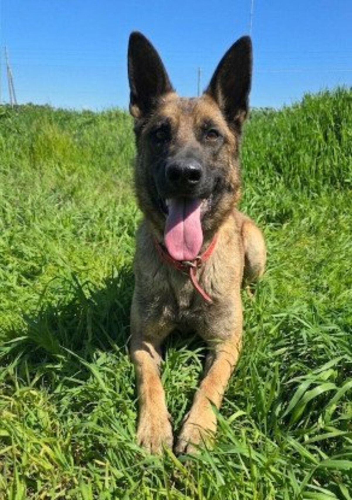 Adoption Ragnar