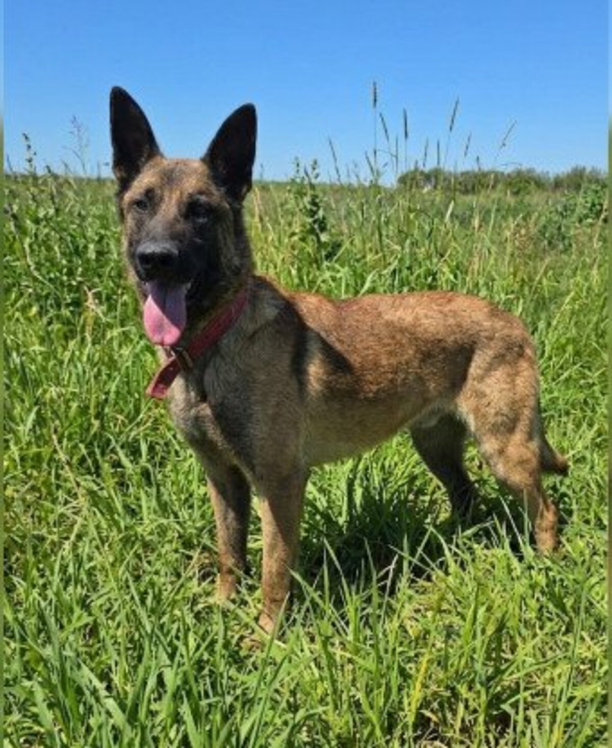 Adoption Ragnar
