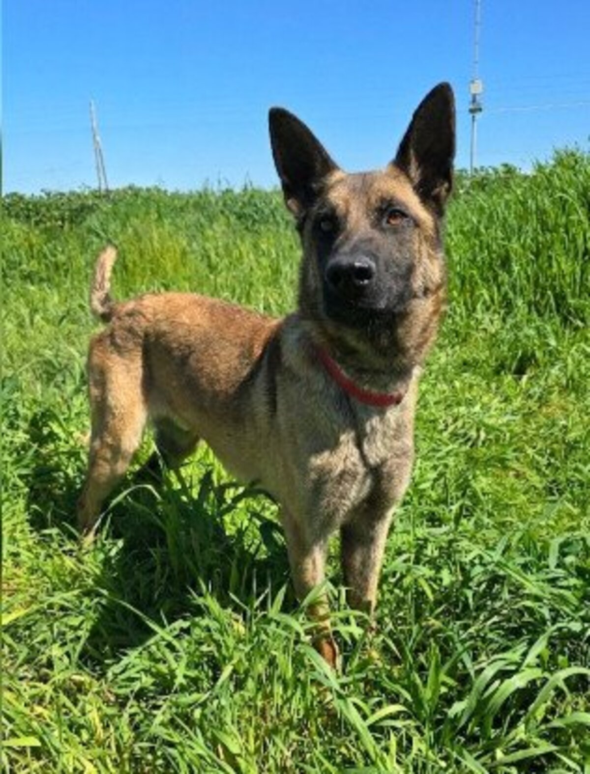 Adoption Ragnar