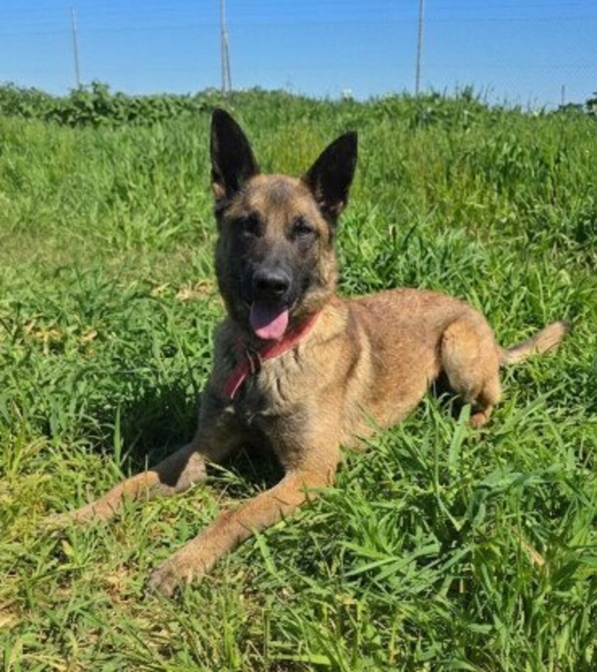 Adoption Ragnar