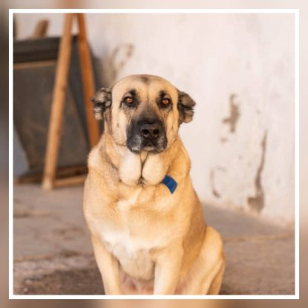 Adoption Raika