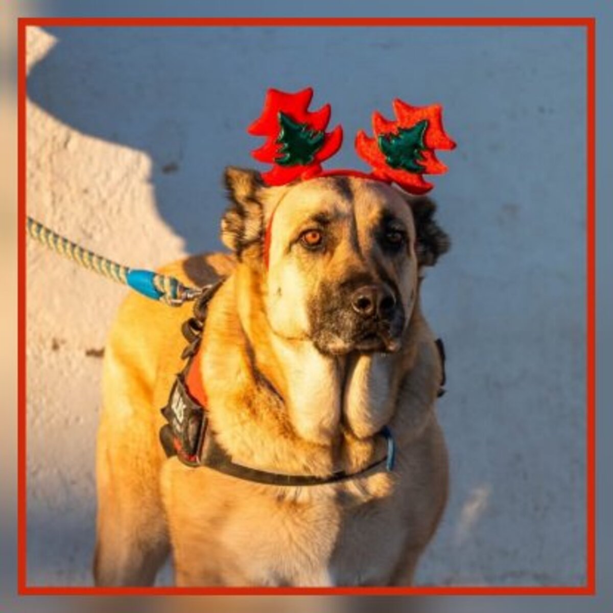 Adoption Raika