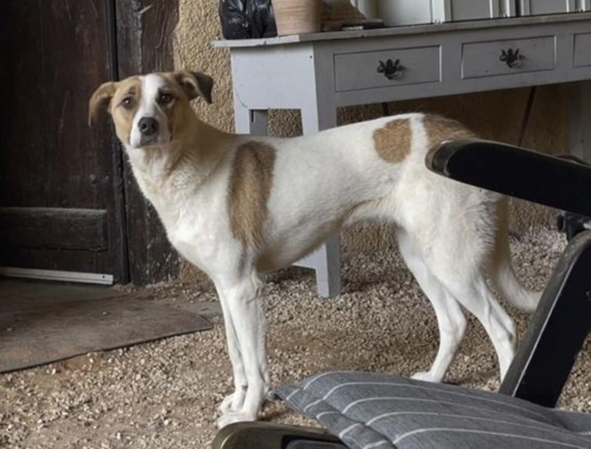 Adoption Raiponce