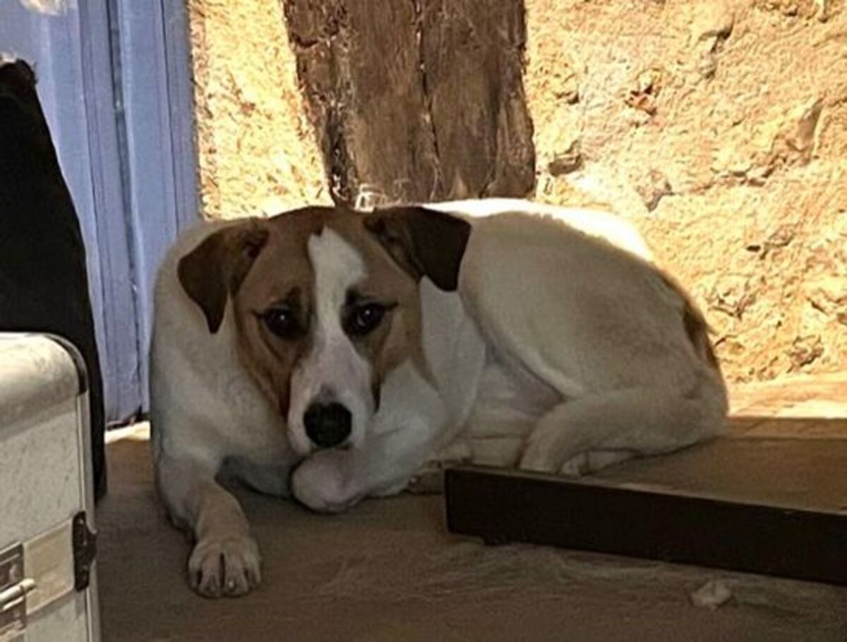Adoption Raiponce