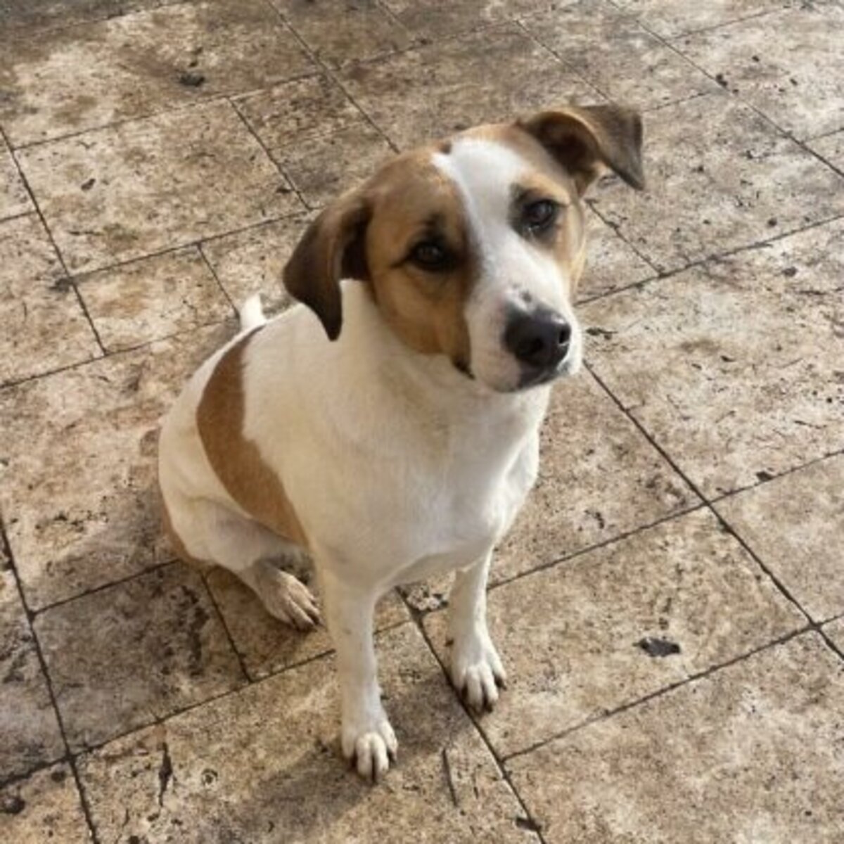 Adoption Raiponce