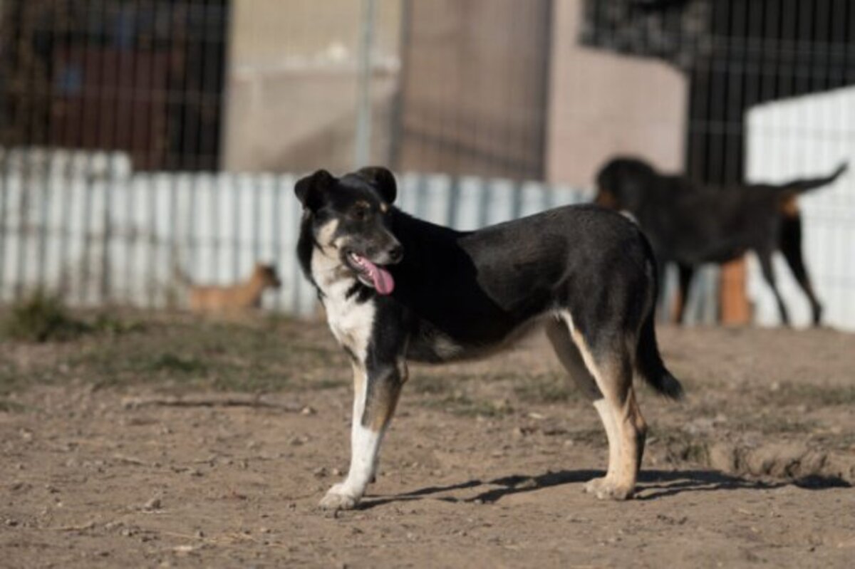 Adoption Rajah