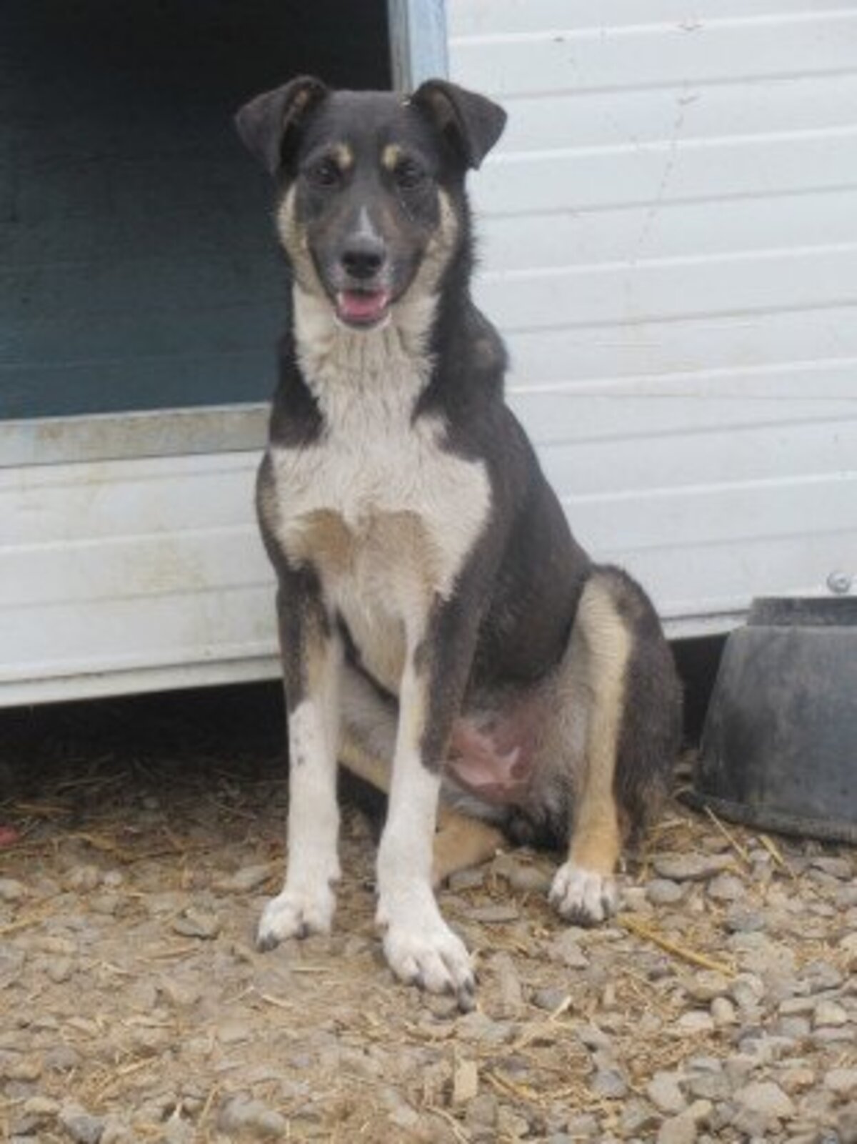 Adoption Rajah