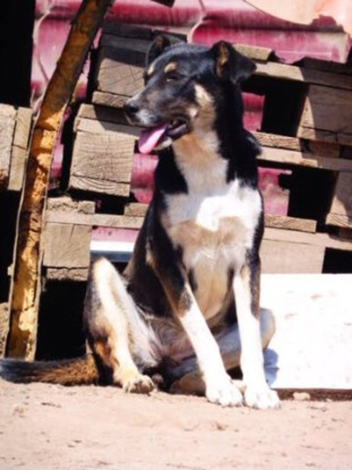 Adoption Rajah