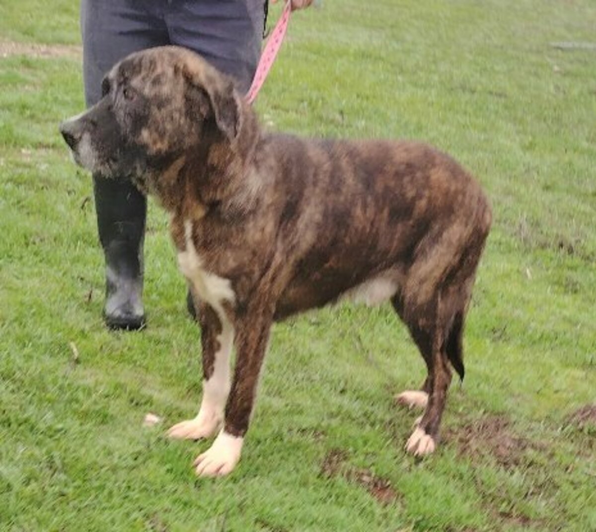 Adoption Ralf