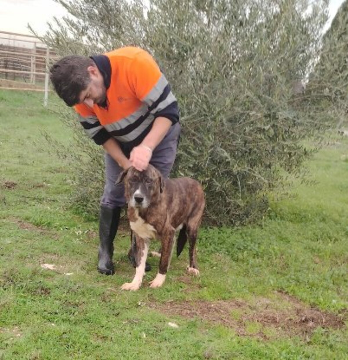 Adoption Ralf