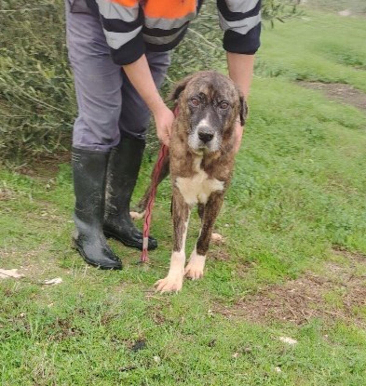 Adoption Ralf
