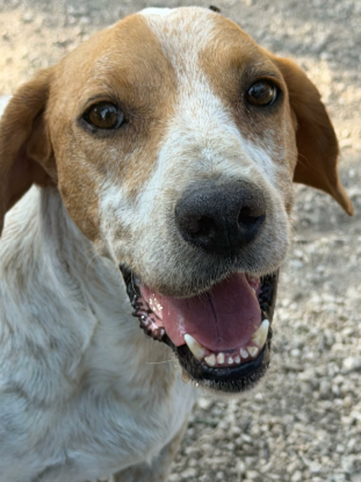 Adoption Rambo