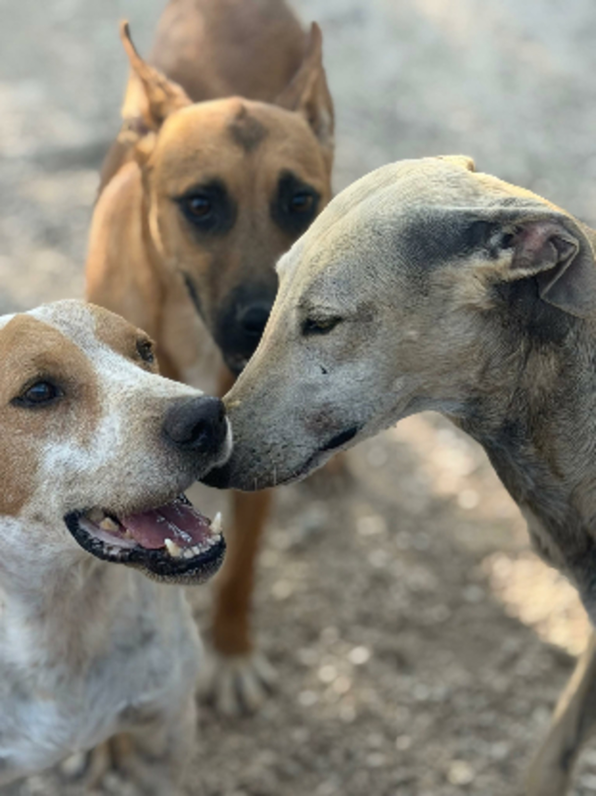 Adoption Rambo