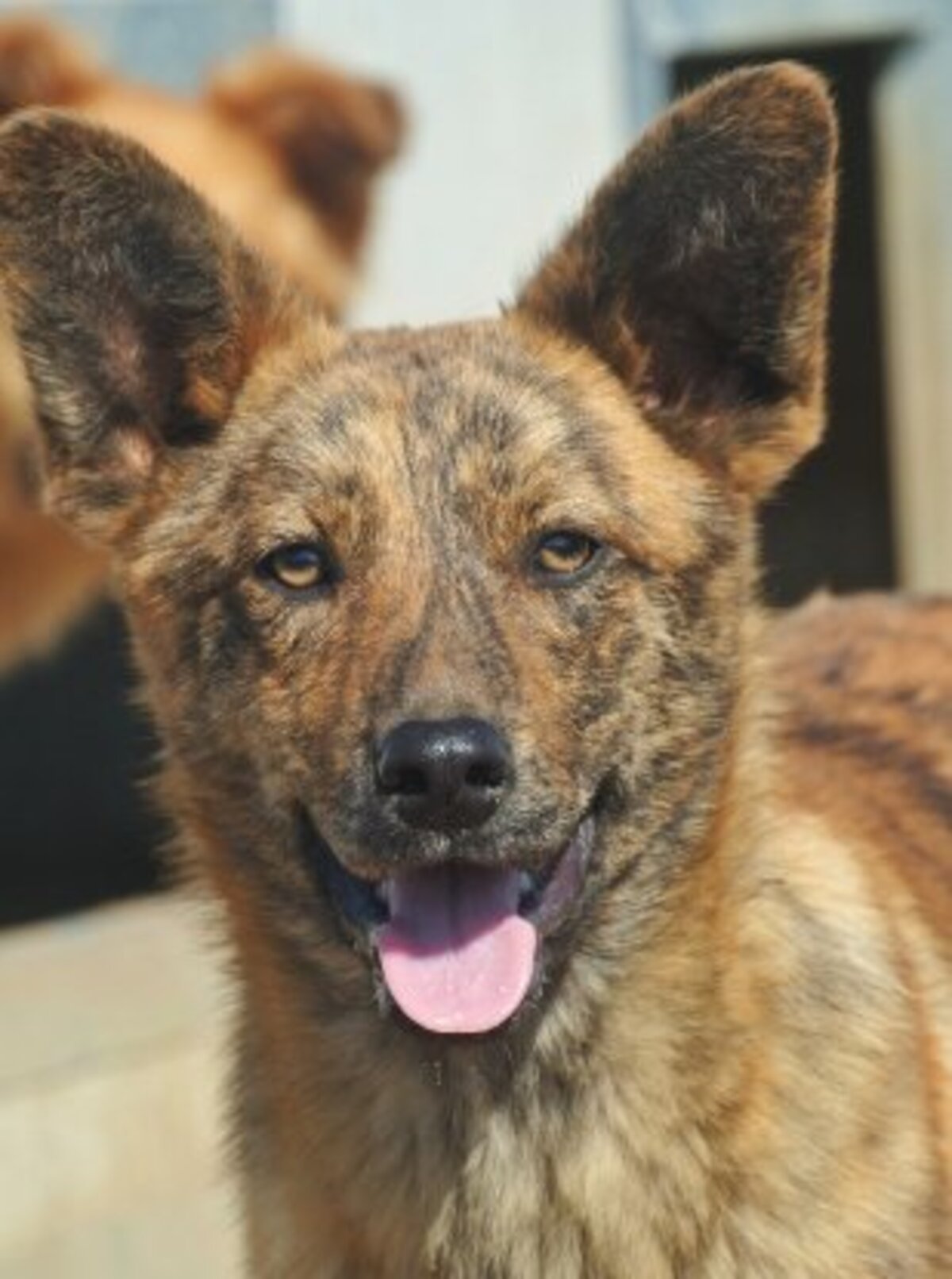 Adoption Rami