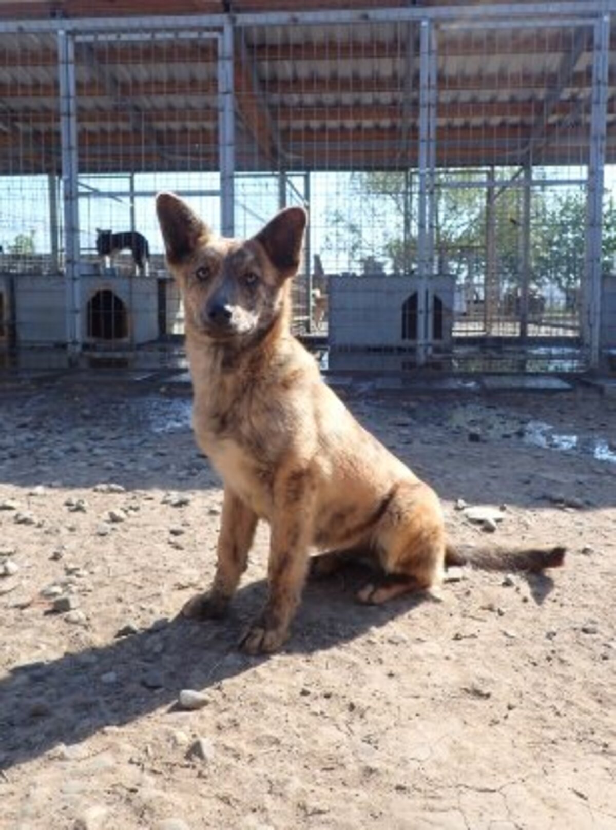 Adoption Rami
