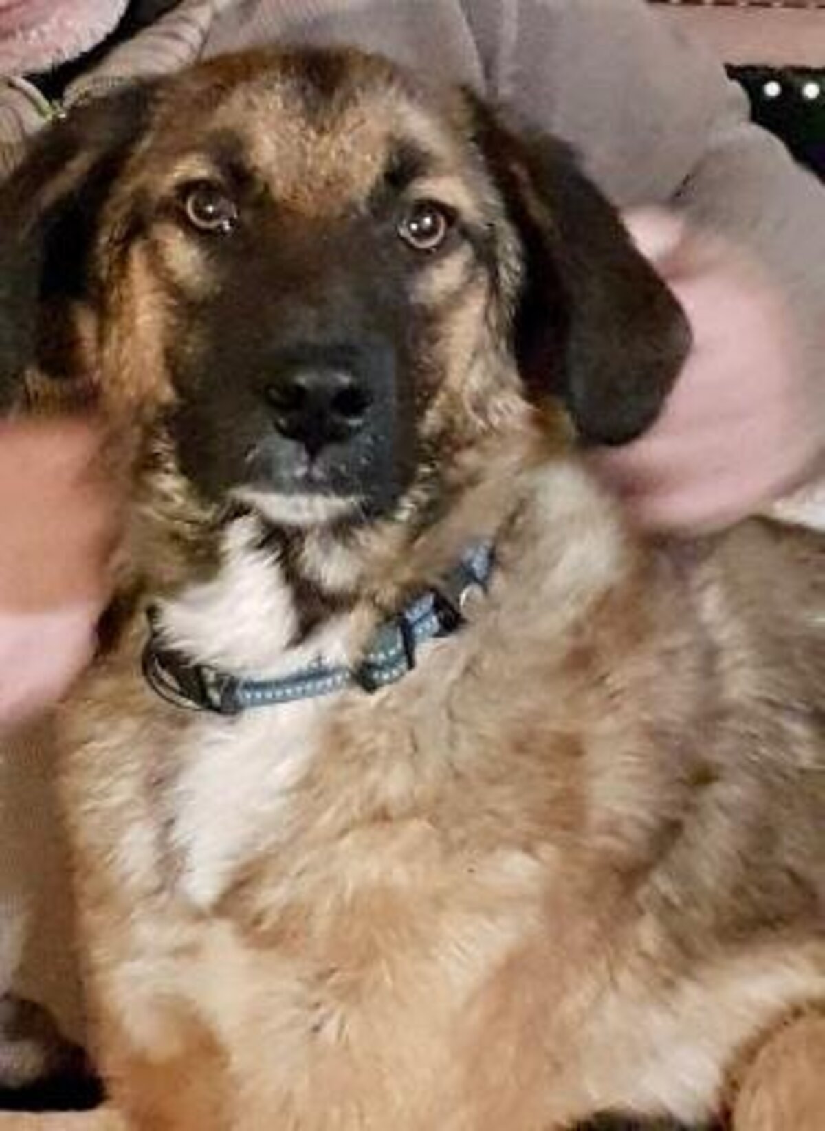 Adoption Ranger