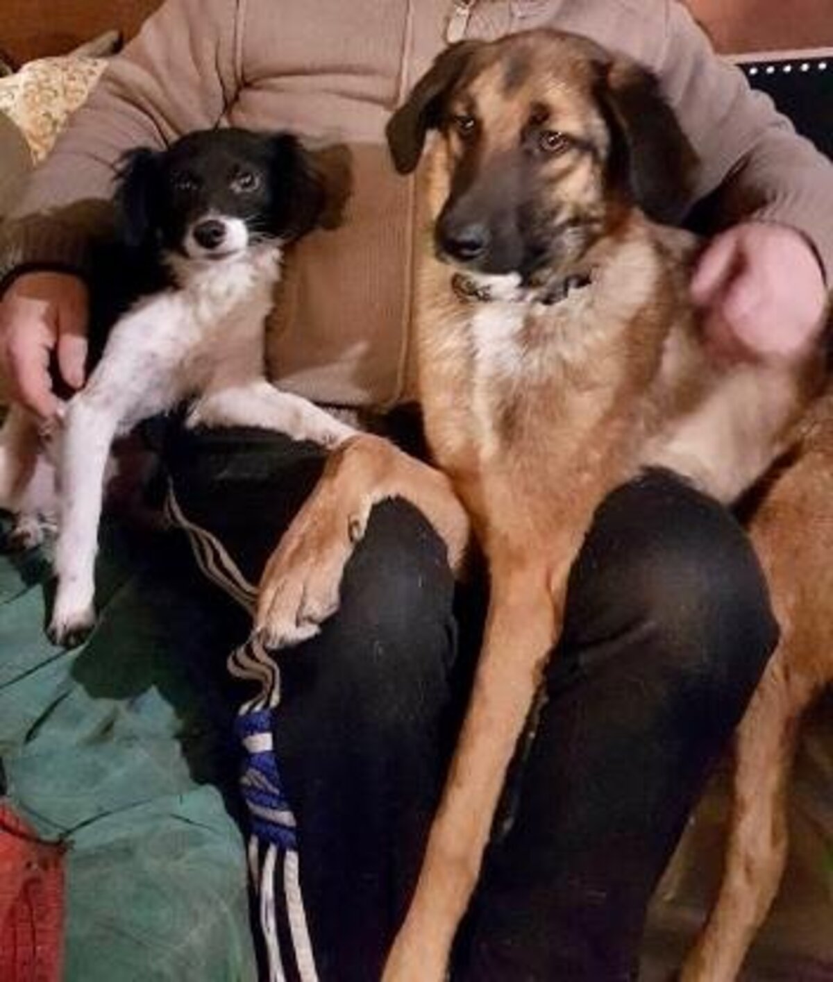 Adoption Ranger