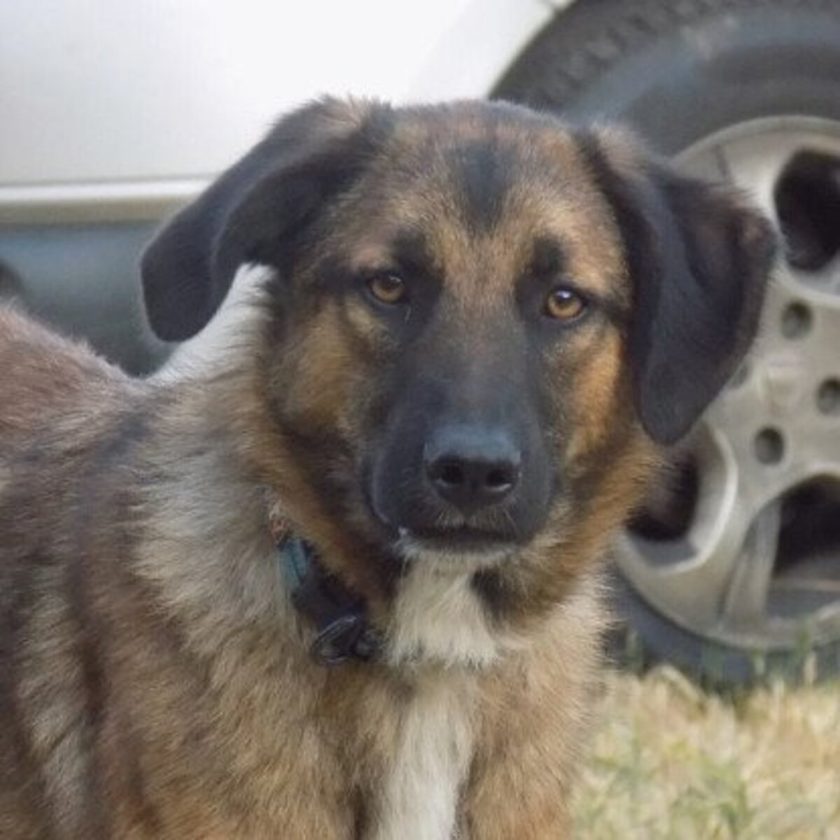 Adoption Ranger