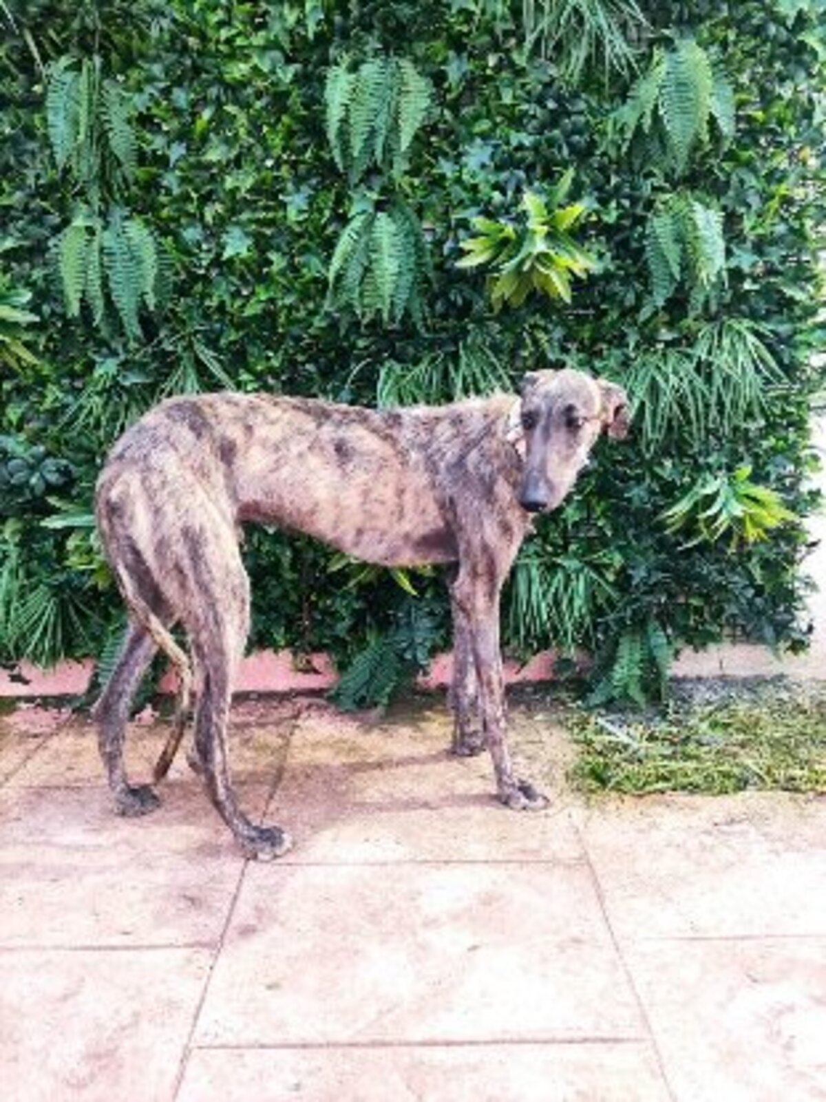 Adoption Ranmi