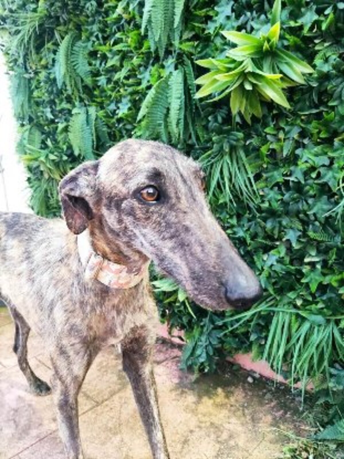 Adoption Ranmi