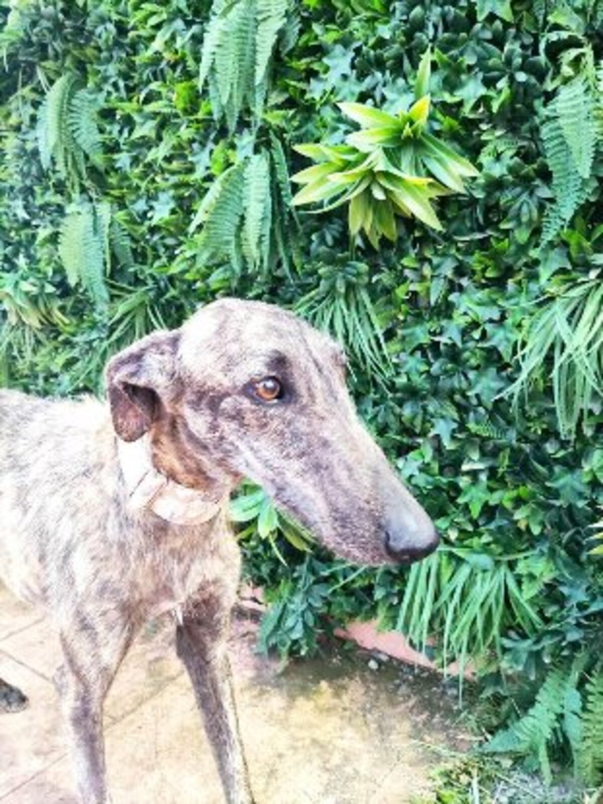 Adoption Ranmi