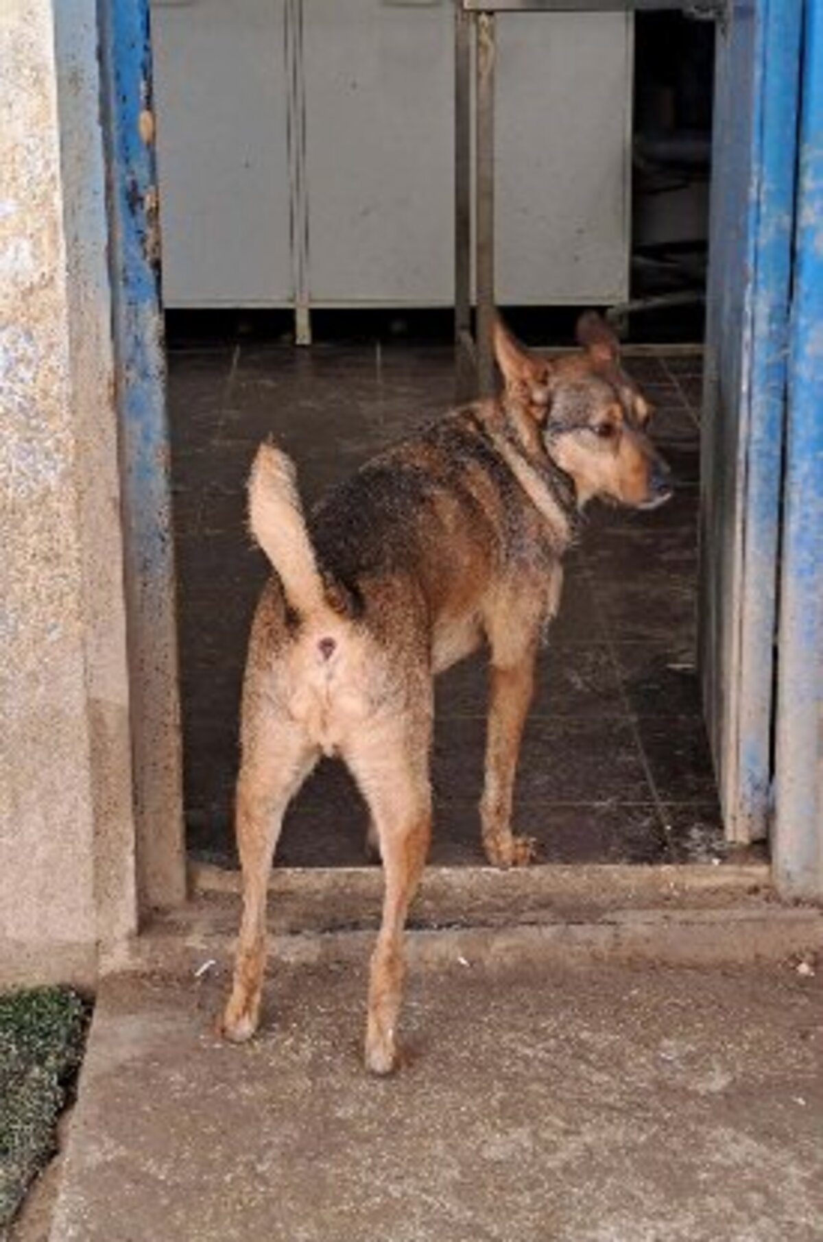 Adoption Raton