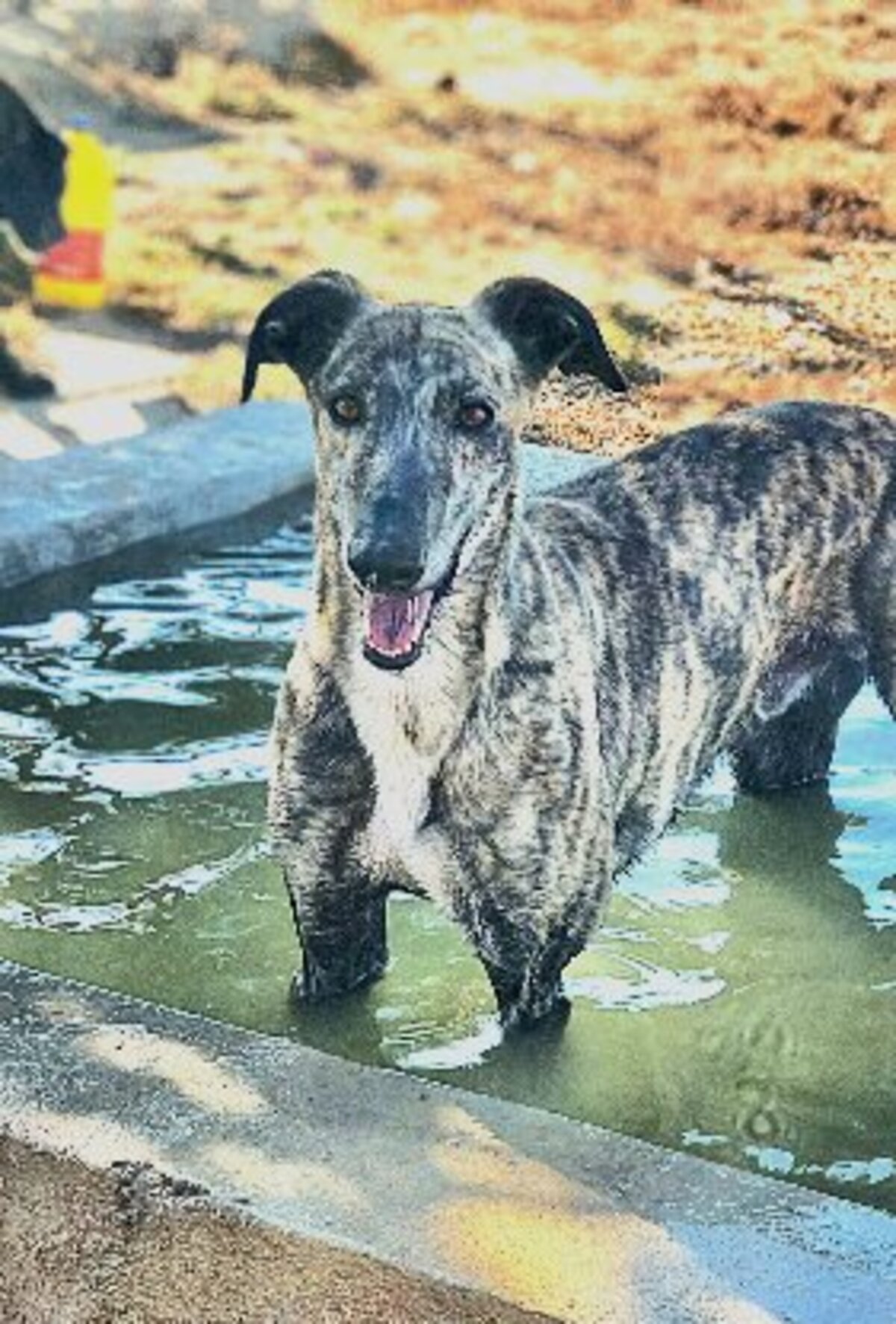 Adoption Rayo