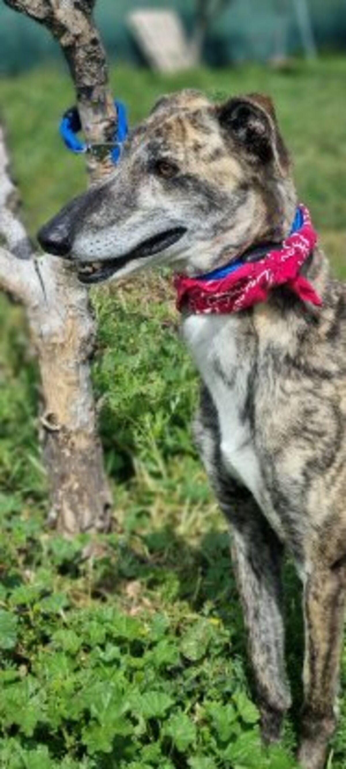 Adoption Rayo