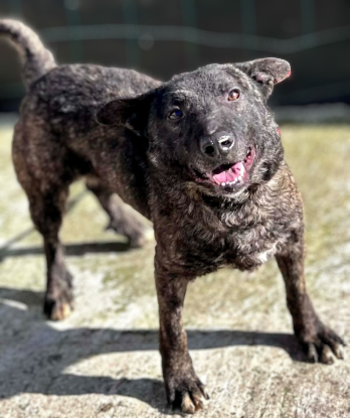 Adoption Réglisse