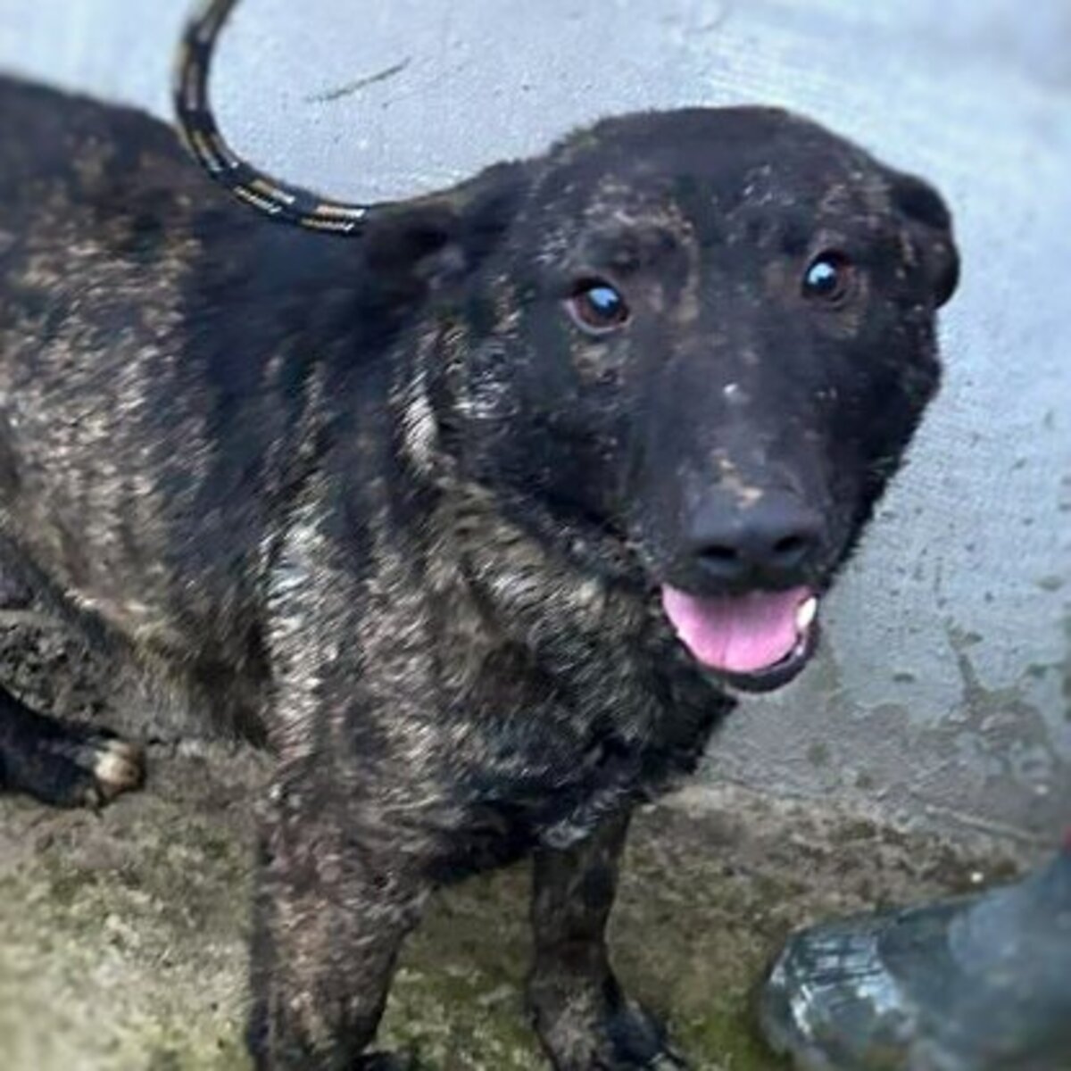 Adoption Réglisse