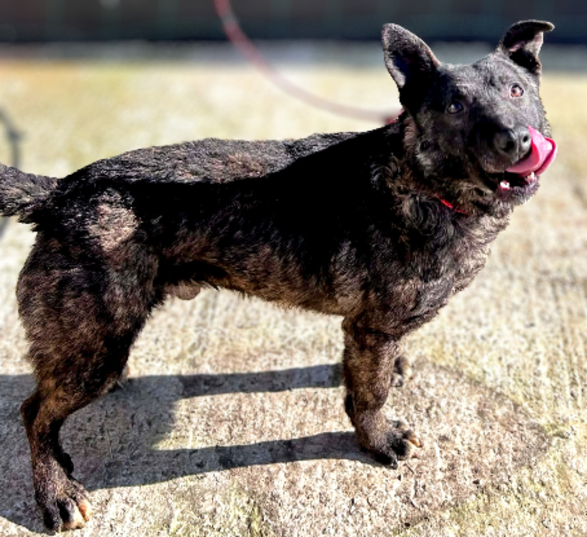 Adoption Réglisse
