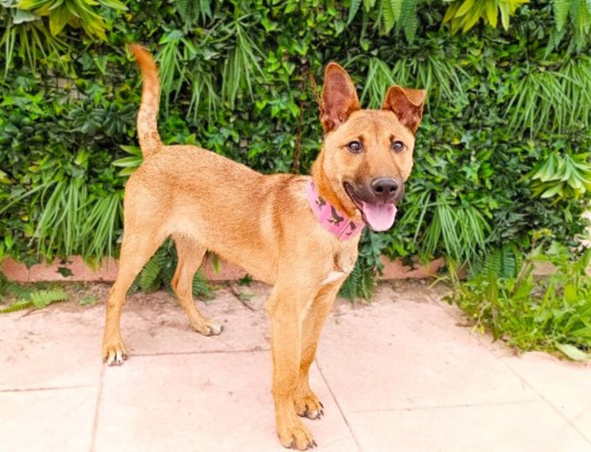 Adoption Reiner