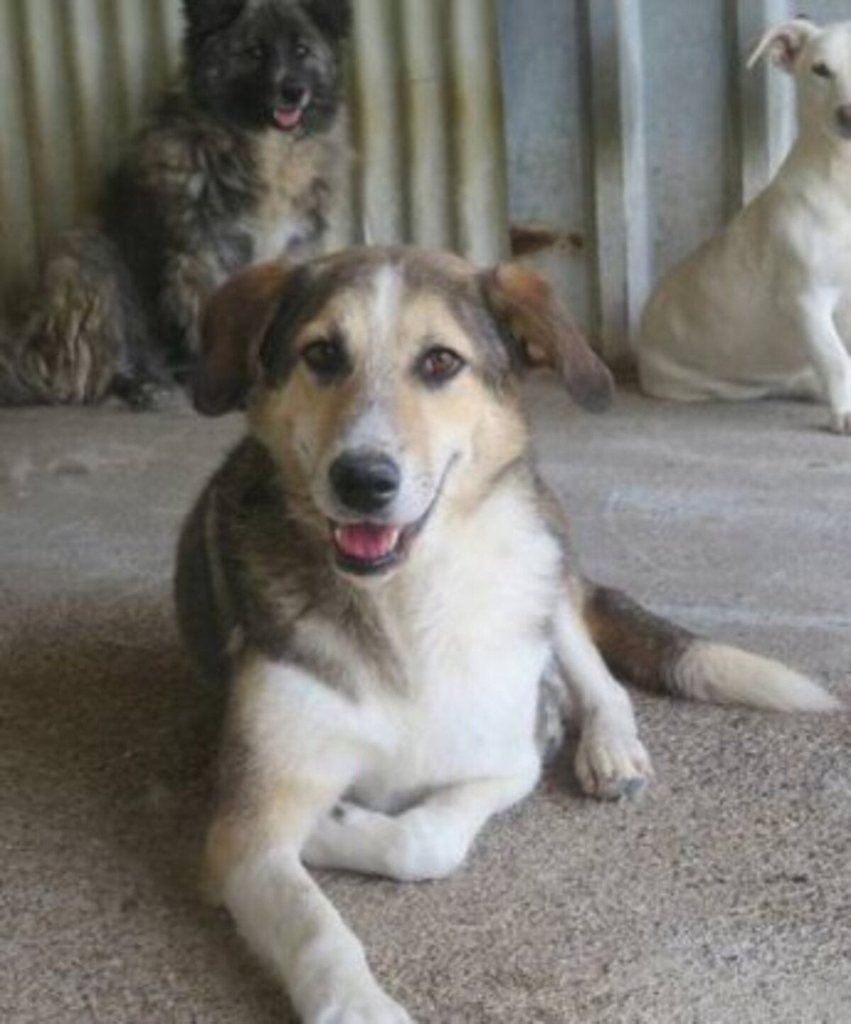 Adoption Reno