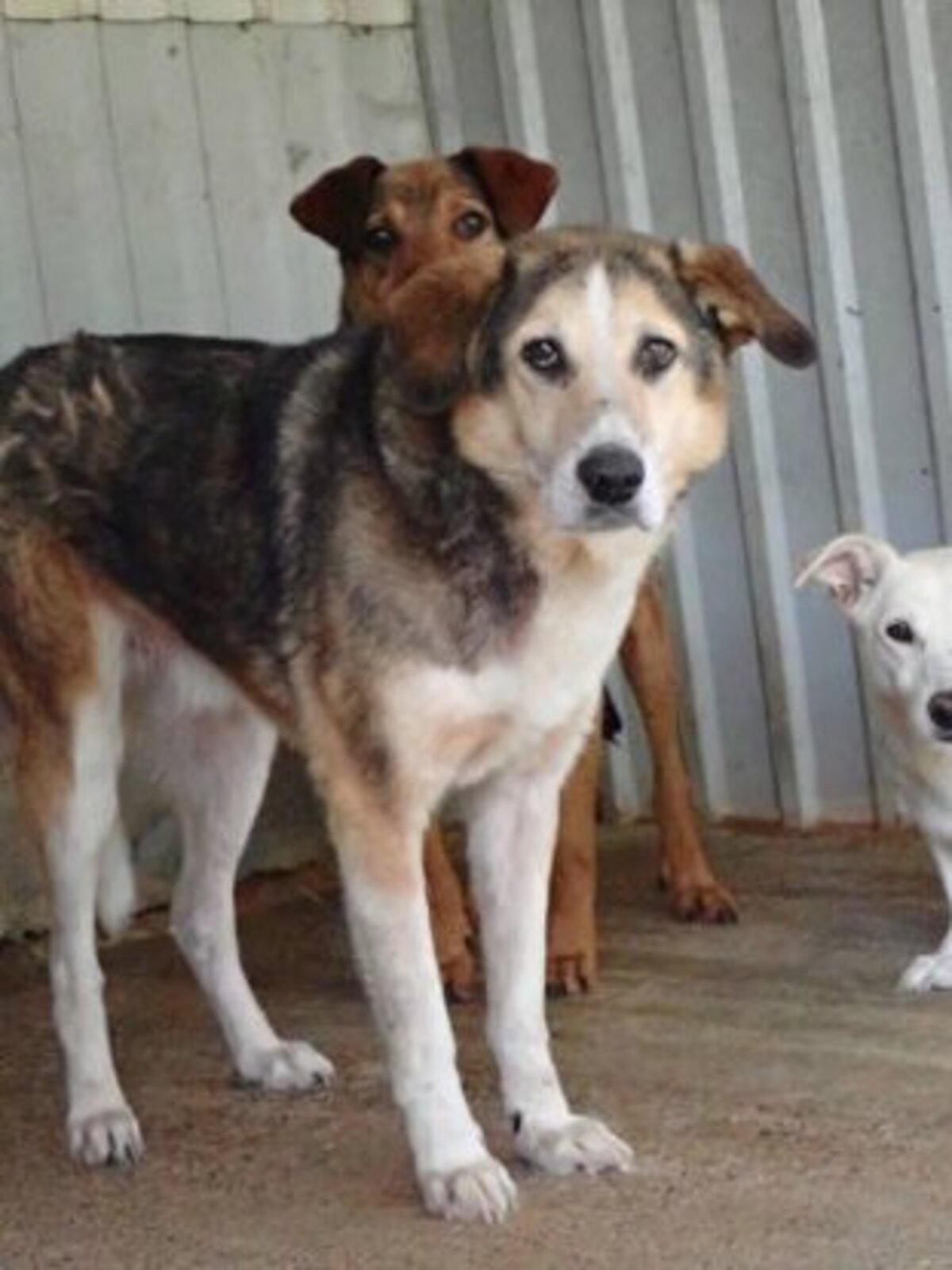Adoption Reno