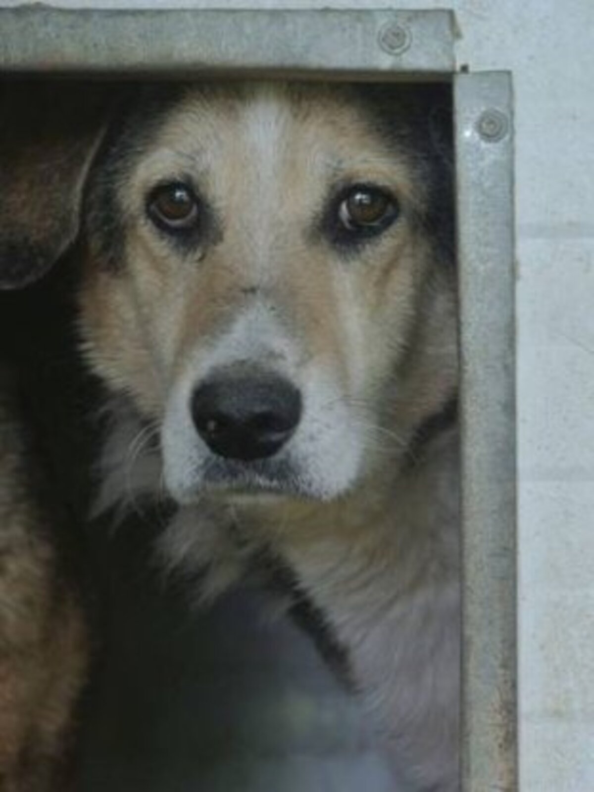 Adoption Reno