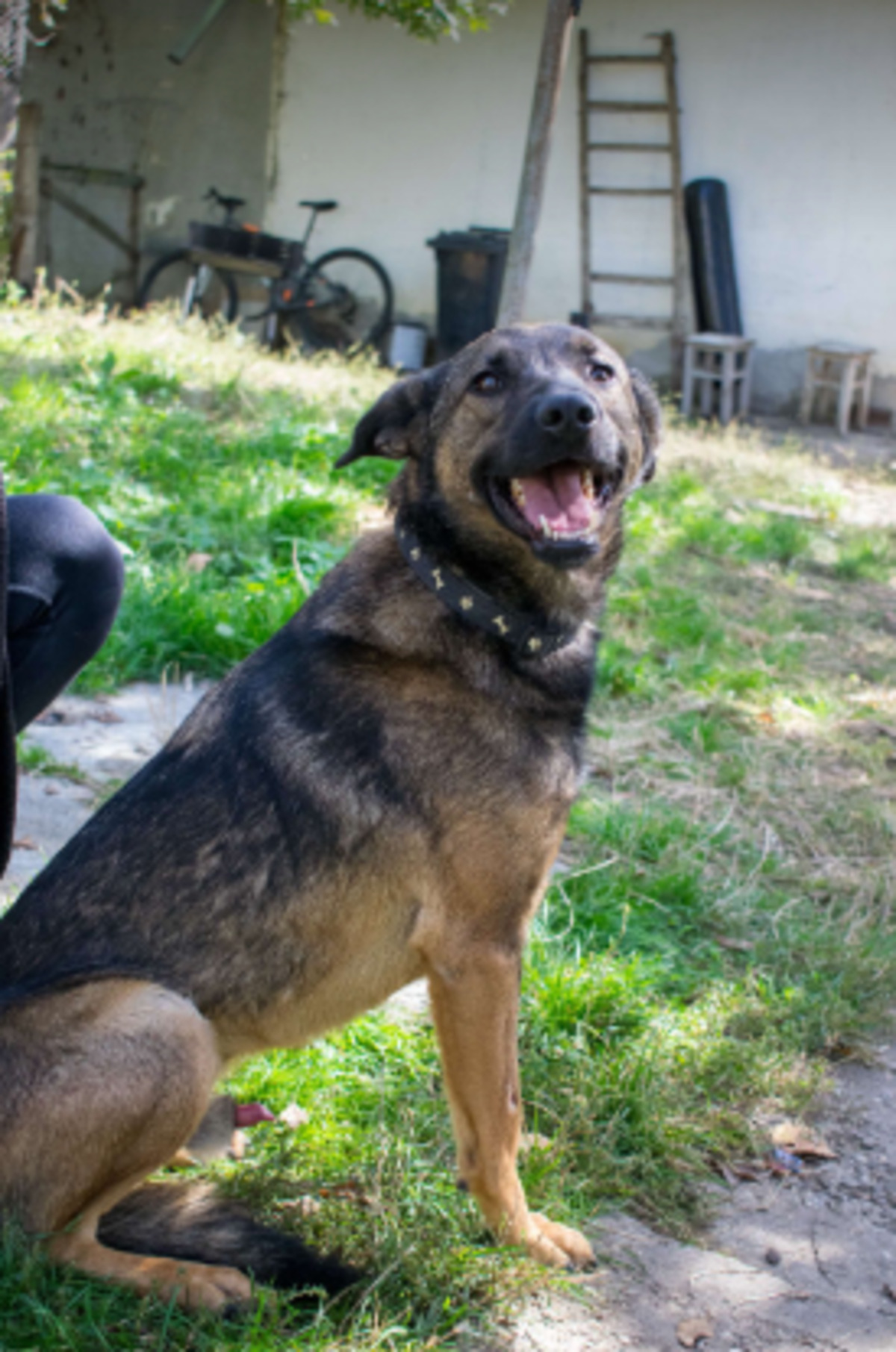 Adoption Rex